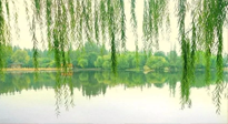 【養(yǎng)生知識(shí)】已入五九，六九將至，五九的養(yǎng)生秘訣，你知道嗎？