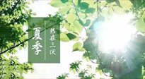 【艾灸三伏天】今年三伏不一般，仙草小助理建議大家早作準(zhǔn)備哦！