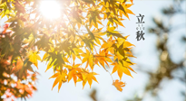 【節(jié)氣飲食】立秋將至，吃最合適的飲食，平穩(wěn)度過季節(jié)交替！
